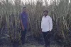 डीपीच्या शॉर्टसर्किटने चार एकर ऊस जळून खाक