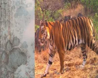 खुंदलापूर परिसरात आढळला वाघोबाचा अधिवास; चांदोली मध्ये वाघोबाची डरकाळी