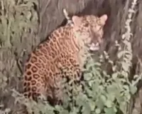 नांदेडच्या वडेपुरी शिवारात बिबट्याचा वावर; गावकऱ्यांसह शेतकऱ्यांमध्ये भीतीचं वातावरण