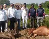 अंबड तालुक्यात बिबट्याचा धुमाकूळ; रुई येथे वासराचा बळी वनविभागाच्या निष्क्रियतेवर नागरिकांचा संताप