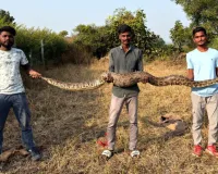 दहा फुटाच्या अजगराला सर्पमित्राने दिले जीवदान 