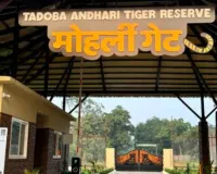 ताडोबा व्याघ्र प्रकल्प परिसरातील ८०० एकर जागेचे होणार पर्यावरणीय पुनरुज्जीवन