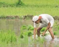 तासभरही थ्री पेज लाइटच टिकेना, पिके जगवावी कशी?; करडा खडकी सदार येथील शेतकऱ्यांन समोर मोठे संकट