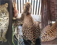 शिरूर तालुक्यात पहाटे ३ ठिकाणी बिबटे जेरबंद - वनपरिक्षेत्र अधिकारी निलकंठ गव्हाणे यांची माहिती ७ नवीन पिंजरे शिरूर विभागासाठी दाखल 