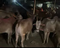 गेवराई बाजारातून कत्तलीसाठी नेण्यात येणाऱ्या २३ जनावरांची सुटका; जालना येथील पाच जणांविरुद्ध गुन्हा दाखल