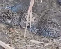 गिरड तालुका भडगाव शिवारात बिबट्या तळ ठोकून बिबट्याची  पिले आढळली गिरड सह परिसरात भीतीचे वातावरण