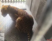 हल्लेखोर बिबट्या अखेर जेरबंद; केळीच्या बागेत मजुरांवर केला होता हल्ल्याचा प्रयत्न