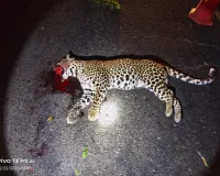 अज्ञात वाहनाच्या धडकेत बिबट्याचा मृत्यू