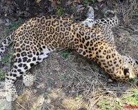 देवगाव फाटा रस्त्यालगत आढळला मृतावस्थेतील बिबट्या