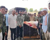 माहुर वन विभागाची तत्परता: विहिरीत पडलेल्या बिबट्याला जीवदान 