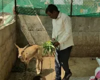 आडगाव येथे जखमी अवस्थेत हरणास दिले जीवनदान 