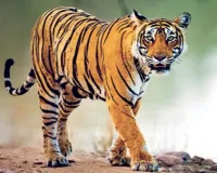 वाघाच्या हल्ल्यात सहा वर्षीय प्रज्वलचा मृत्यू 