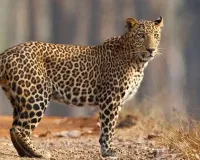 पाचोरा-हडसन रस्त्यावर बिबट्याचा वावर; परिसरातील शेतकरी तसेच मजुरांनी सतर्क रहा!