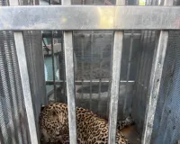 अखेर दोन वर्षांची मादी बिबट जेरबंद..!
