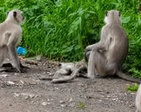 वानराच्या मृत पिल्लाभोवती कळप जमला; आईचा आक्रोश पाहून ग्रामस्थ भावूक