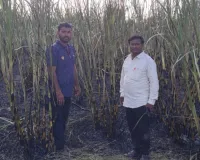 डीपीच्या शॉर्टसर्किटने चार एकर ऊस जळून खाक
