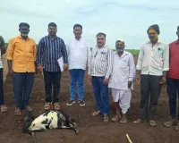 मेंढरांच्या तळावर बिबट्याचा हल्ला १ शेळी ठार