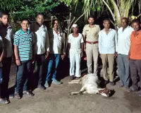 पळसवाडीत बिबट्याचा धुमाकूळ; शेळीवर हल्ला करून ठार