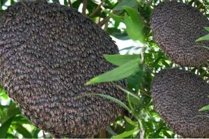 महाबळेश्‍वर जवळचे मांघर होणार देशातील पहिले ‘मधाचे गाव’