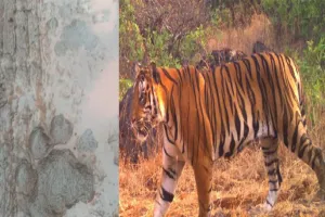 खुंदलापूर परिसरात आढळला वाघोबाचा अधिवास; चांदोली मध्ये वाघोबाची डरकाळी