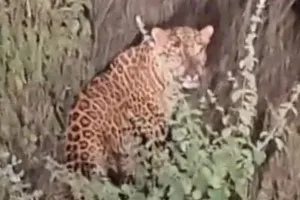 नांदेडच्या वडेपुरी शिवारात बिबट्याचा वावर; गावकऱ्यांसह शेतकऱ्यांमध्ये भीतीचं वातावरण