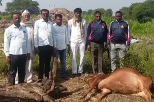 अंबड तालुक्यात बिबट्याचा धुमाकूळ; रुई येथे वासराचा बळी वनविभागाच्या निष्क्रियतेवर नागरिकांचा संताप