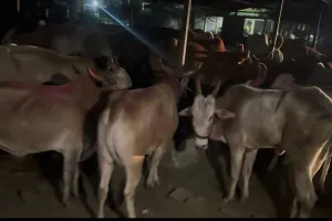 गेवराई बाजारातून कत्तलीसाठी नेण्यात येणाऱ्या २३ जनावरांची सुटका; जालना येथील पाच जणांविरुद्ध गुन्हा दाखल