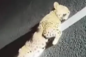 अज्ञात वाहनाच्या धडकेत बिबट्याचा मृत्यू भोकर-नांदेड रस्त्यावरील घटणा