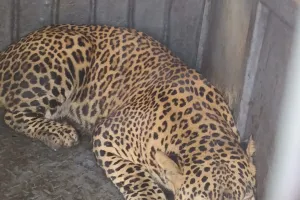 ६३ दिवसांत सहावा बिबट्या जेरबंद; देवगाव परिसर दहशतीखाली