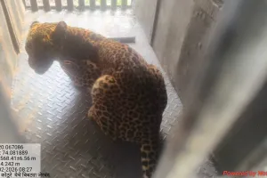 हल्लेखोर बिबट्या अखेर जेरबंद; केळीच्या बागेत मजुरांवर केला होता हल्ल्याचा प्रयत्न