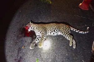 अज्ञात वाहनाच्या धडकेत बिबट्याचा मृत्यू