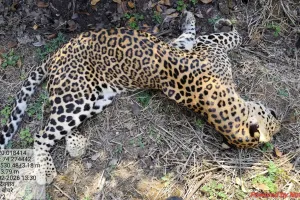 देवगाव फाटा रस्त्यालगत आढळला मृतावस्थेतील बिबट्या