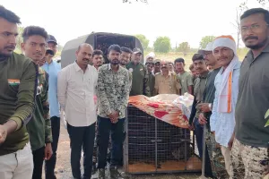 माहुर वन विभागाची तत्परता: विहिरीत पडलेल्या बिबट्याला जीवदान 