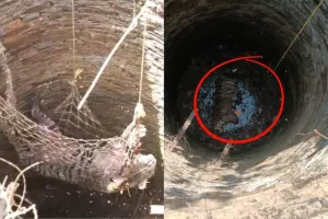 शिकारच्या शोधात वाघाचा विहीरीत पडून मृत्यू