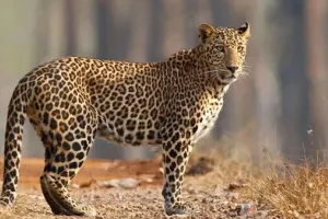 पाचोरा-हडसन रस्त्यावर बिबट्याचा वावर; परिसरातील शेतकरी तसेच मजुरांनी सतर्क रहा!