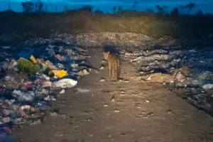 भोकरच्या कचरा डेपो वर बिबट्याचा वावर..!