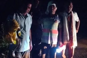 आरोग्य कर्मचाऱ्यांचे धाडस! सोनी PHC मध्ये अजगराला दिले जीवनदान 