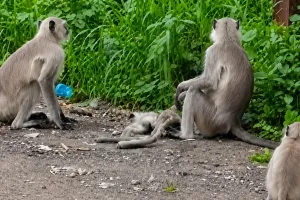 वानराच्या मृत पिल्लाभोवती कळप जमला; आईचा आक्रोश पाहून ग्रामस्थ भावूक