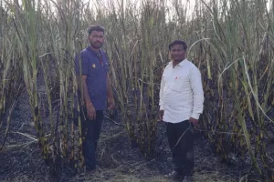 डीपीच्या शॉर्टसर्किटने चार एकर ऊस जळून खाक