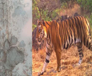 खुंदलापूर परिसरात आढळला वाघोबाचा अधिवास; चांदोली मध्ये वाघोबाची डरकाळी