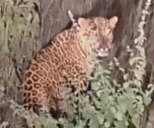 नांदेडच्या वडेपुरी शिवारात बिबट्याचा वावर; गावकऱ्यांसह शेतकऱ्यांमध्ये भीतीचं वातावरण