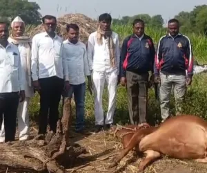अंबड तालुक्यात बिबट्याचा धुमाकूळ; रुई येथे वासराचा बळी वनविभागाच्या निष्क्रियतेवर नागरिकांचा संताप
