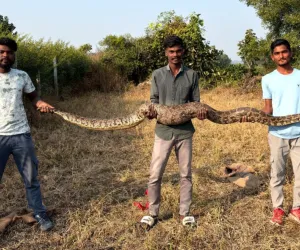दहा फुटाच्या अजगराला सर्पमित्राने दिले जीवदान 