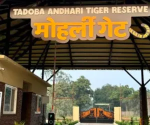 ताडोबा व्याघ्र प्रकल्प परिसरातील ८०० एकर जागेचे होणार पर्यावरणीय पुनरुज्जीवन