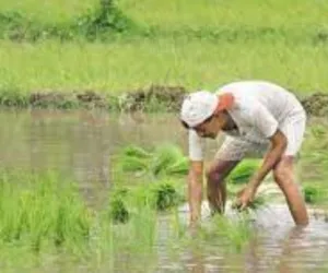 तासभरही थ्री पेज लाइटच टिकेना, पिके जगवावी कशी?; करडा खडकी सदार येथील शेतकऱ्यांन समोर मोठे संकट