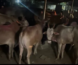 गेवराई बाजारातून कत्तलीसाठी नेण्यात येणाऱ्या २३ जनावरांची सुटका; जालना येथील पाच जणांविरुद्ध गुन्हा दाखल