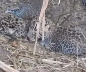 गिरड तालुका भडगाव शिवारात बिबट्या तळ ठोकून बिबट्याची  पिले आढळली गिरड सह परिसरात भीतीचे वातावरण