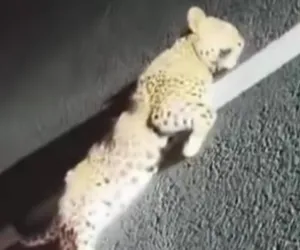 अज्ञात वाहनाच्या धडकेत बिबट्याचा मृत्यू भोकर-नांदेड रस्त्यावरील घटणा