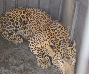 ६३ दिवसांत सहावा बिबट्या जेरबंद; देवगाव परिसर दहशतीखाली