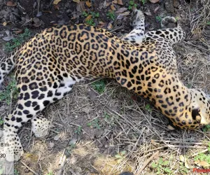 देवगाव फाटा रस्त्यालगत आढळला मृतावस्थेतील बिबट्या